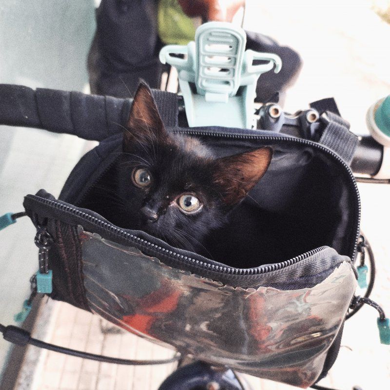 Ola Mae - rowerzystka z przypadku – europejska pętla z kotem Fryderykiem